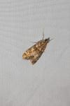 Eudonia mercurella
