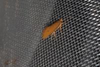 Crassa unitella