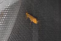 Crassa unitella