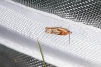 Eucosma cana/hohenwartiana