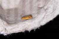 Lathronympha strigana