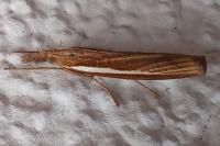 Agriphila tristella