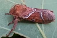 Triodia sylvina