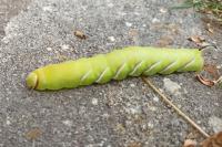 Sphinx ligustri