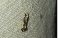 Monopis monachella