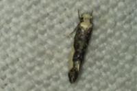 Monopis monachella