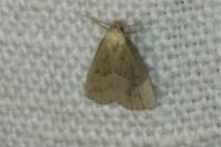 Schrankia taenialis