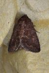 Thalpophila matura