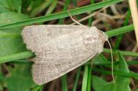 Hoplodrina ambigua