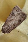 Agrotis bigramma