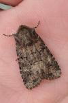 Luperina testacea