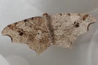 Macaria alternata
