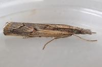 Agriphila geniculea