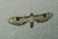 Eupithecia centaureata