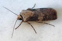 Agrotis puta