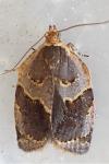 Clepsis dumicolana