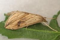 Evergestis forficalis