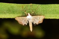 Cataclysta lemnata