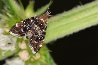 Prochoreutis