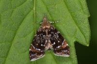 Prochoreutis