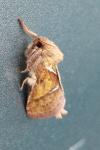 Triodia sylvina