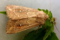 Mythimna albipuncta