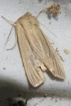 Mythimna impura