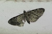 Eupithecia virgaureata