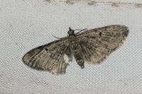 Eupithecia virgaureata