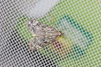 Eudonia truncicolella