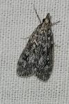 Eudonia truncicolella