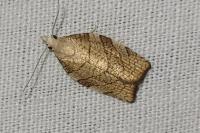 Pandemis corylana