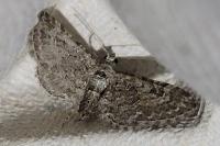 Eupithecia nanata