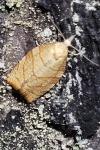 Pandemis corylana