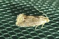 Cydia splendana