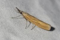 Agriphila tristella