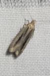 Mirificarma mulinella