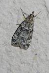 Eudonia truncicolella