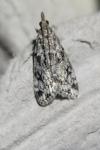 Eudonia truncicolella