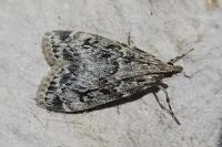 Eudonia truncicolella
