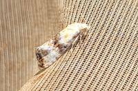Eupoecilia angustana