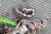 Ematurga atomaria