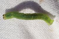 Lomographa temerata