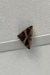 Dysgonia algira