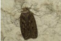 Hofmannophila pseudospretella