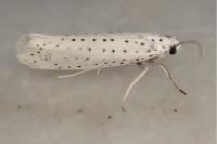 Yponomeuta evonymella