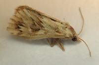 Cynaeda dentalis