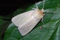 Mythimna pallens