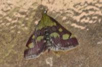 Pyrausta purpuralis