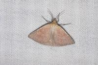 Aplasta ononaria